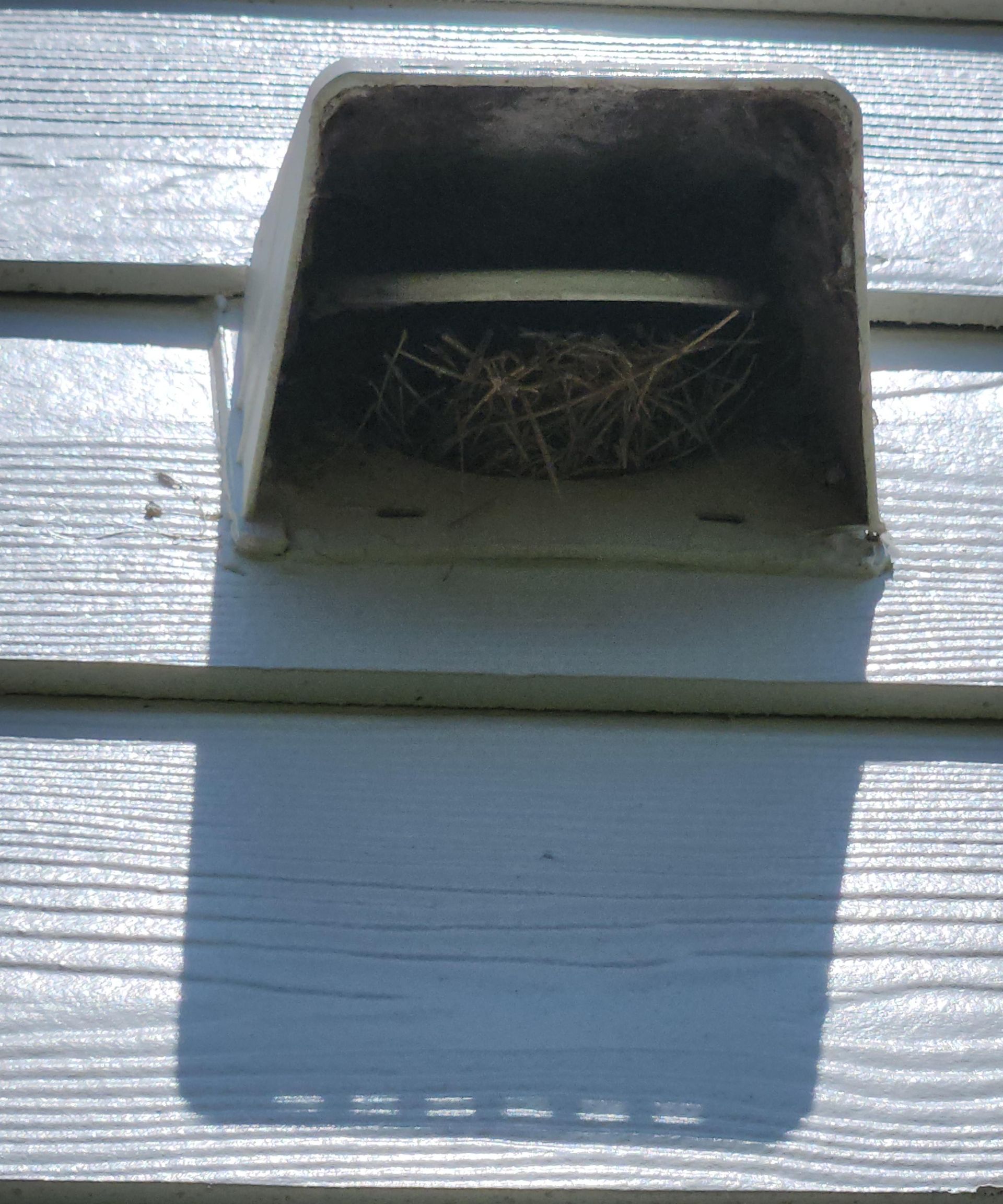 A bird nest is built into the side of a house