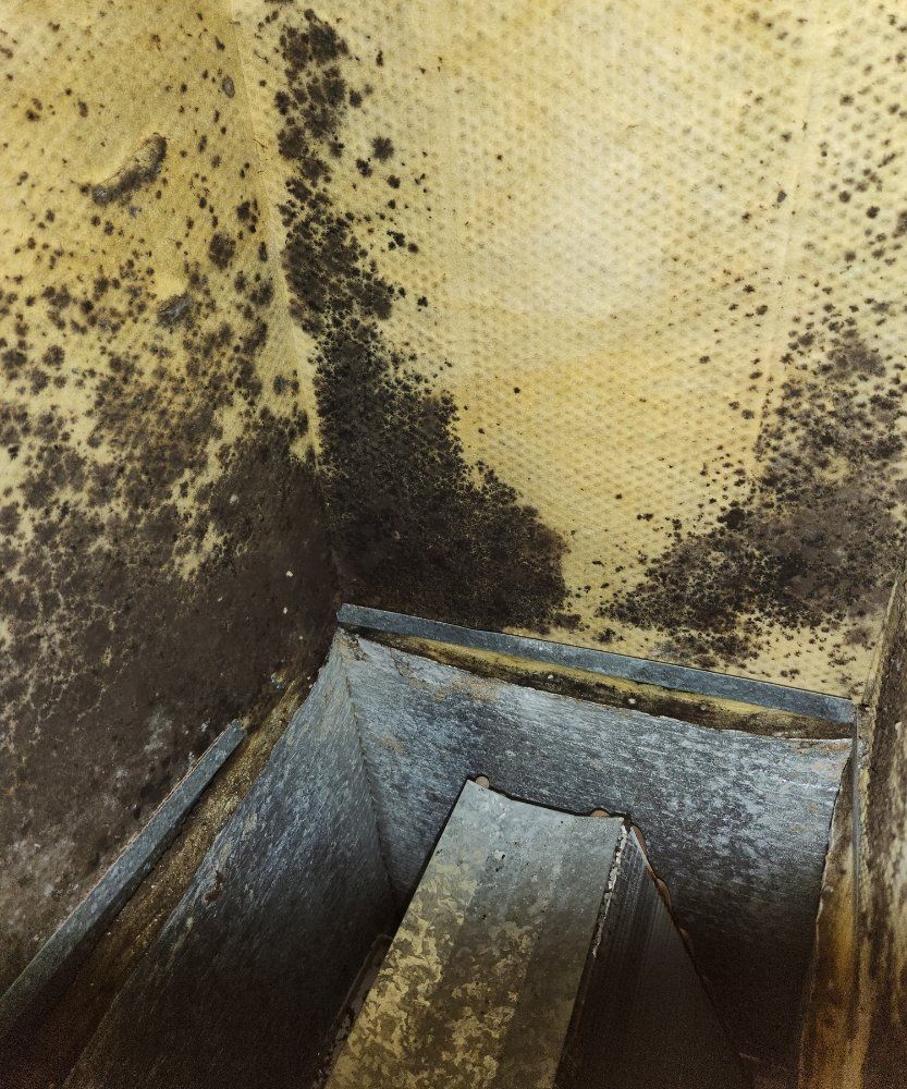 A corner of a room with a lot of mold on it