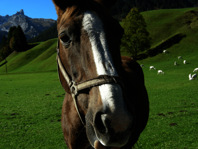 Ein Pferd steht auf einer Wiese mit Bergen im Hintergrund