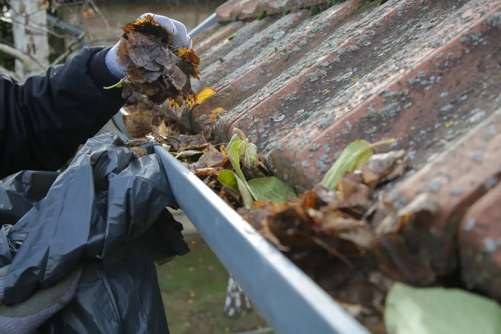 Person cleaning leaves out of a rain gutter on a red-tiled roof, using a black bag.