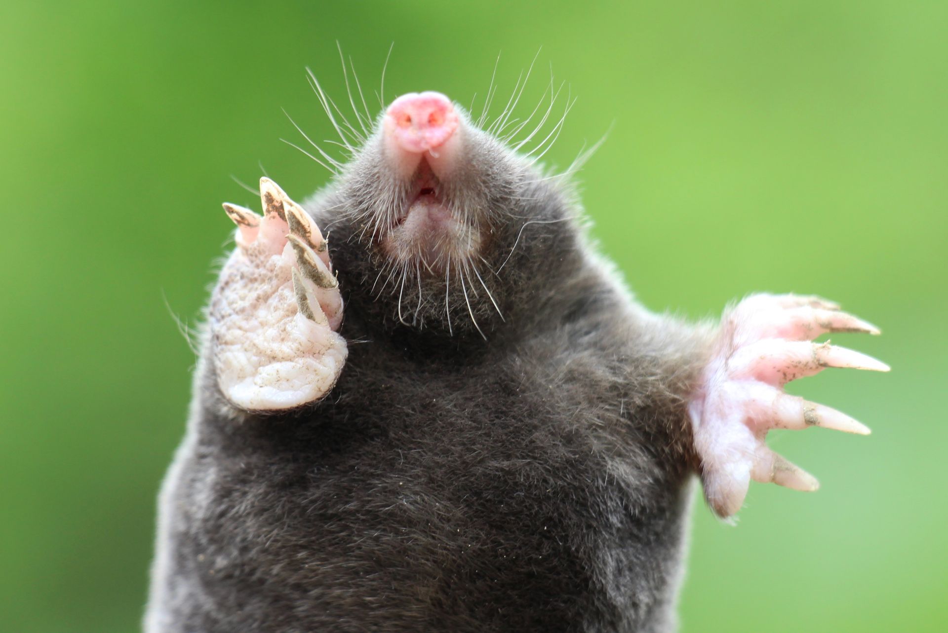 Une photo d'une punaise de lit à côté d'une photo d'un tuyau
