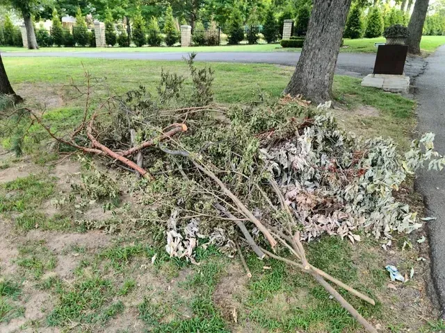 Outdoor branches lying on grass next to road