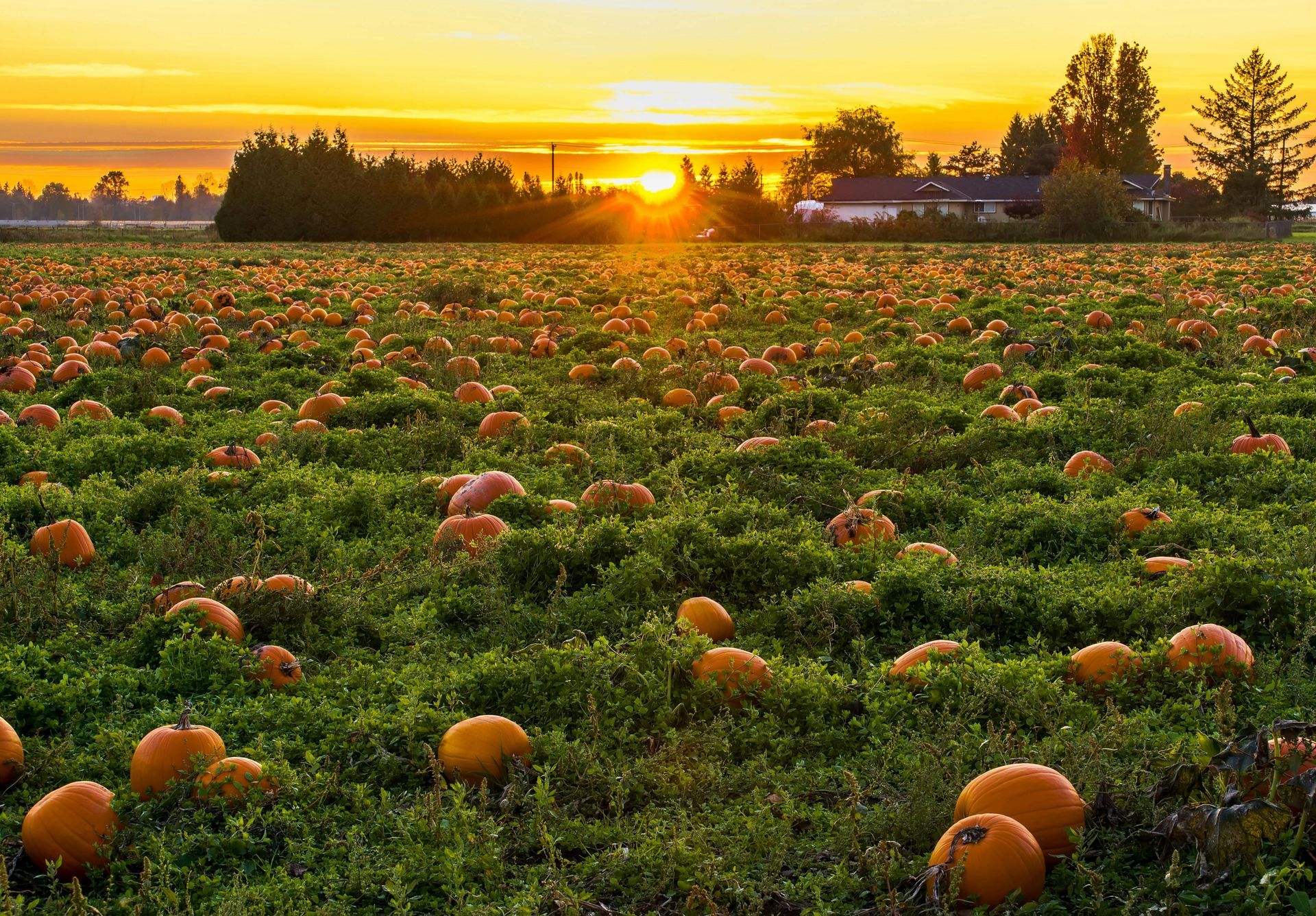 Pumpkin field at sunset: Orange pumpkins dot a green field with a golden sky, trees and a house in the distance.