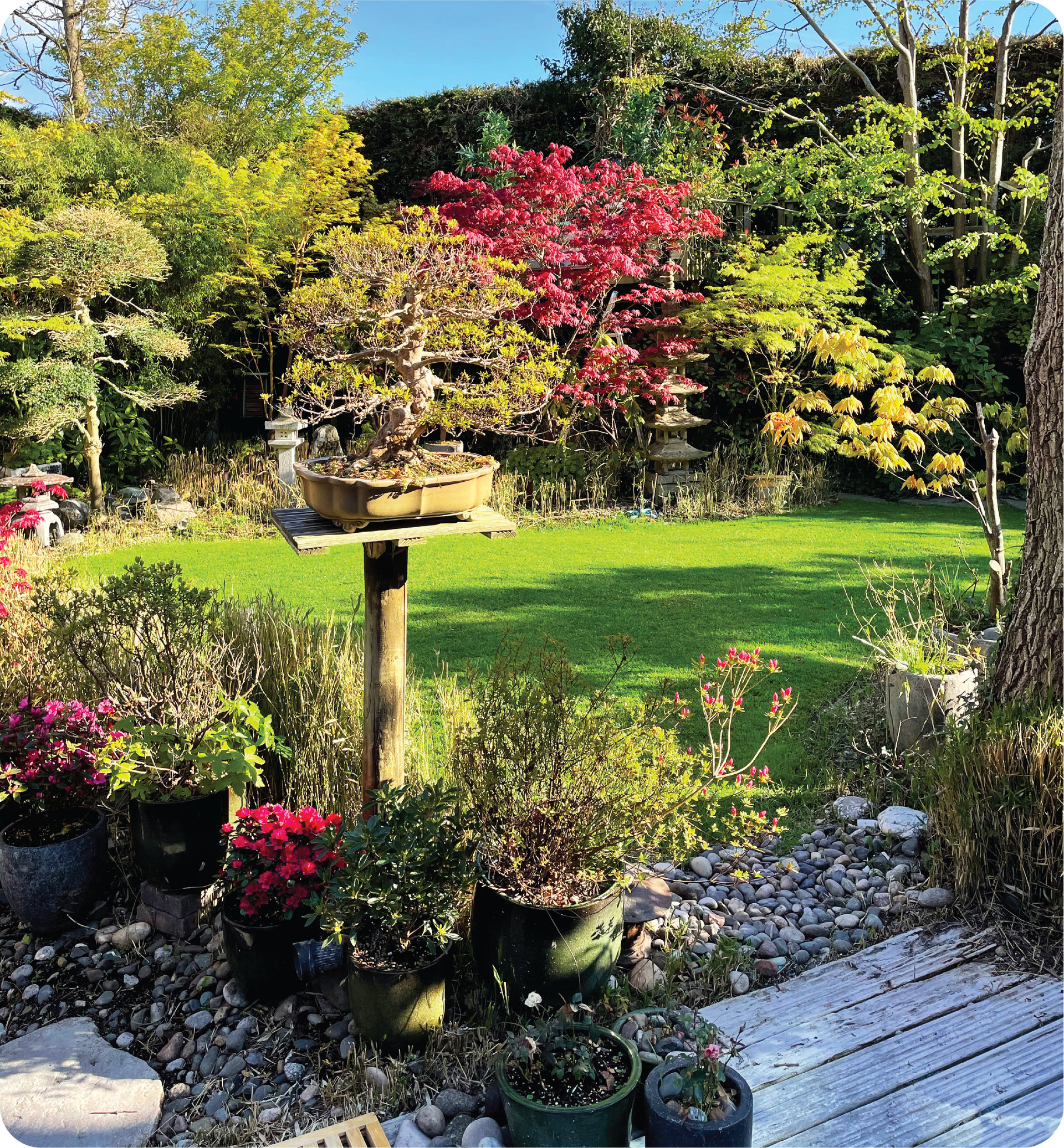A garden filled with lots of potted plants and trees.
