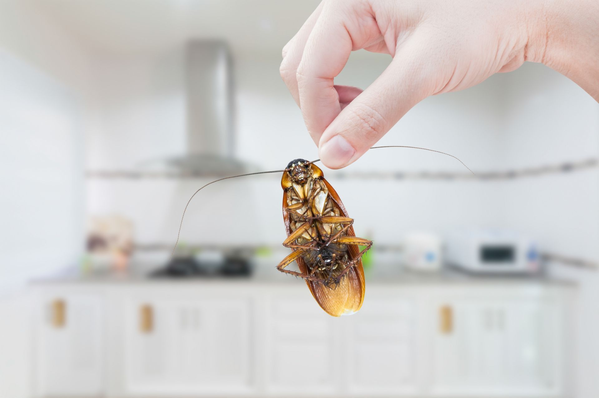 catching cockroach