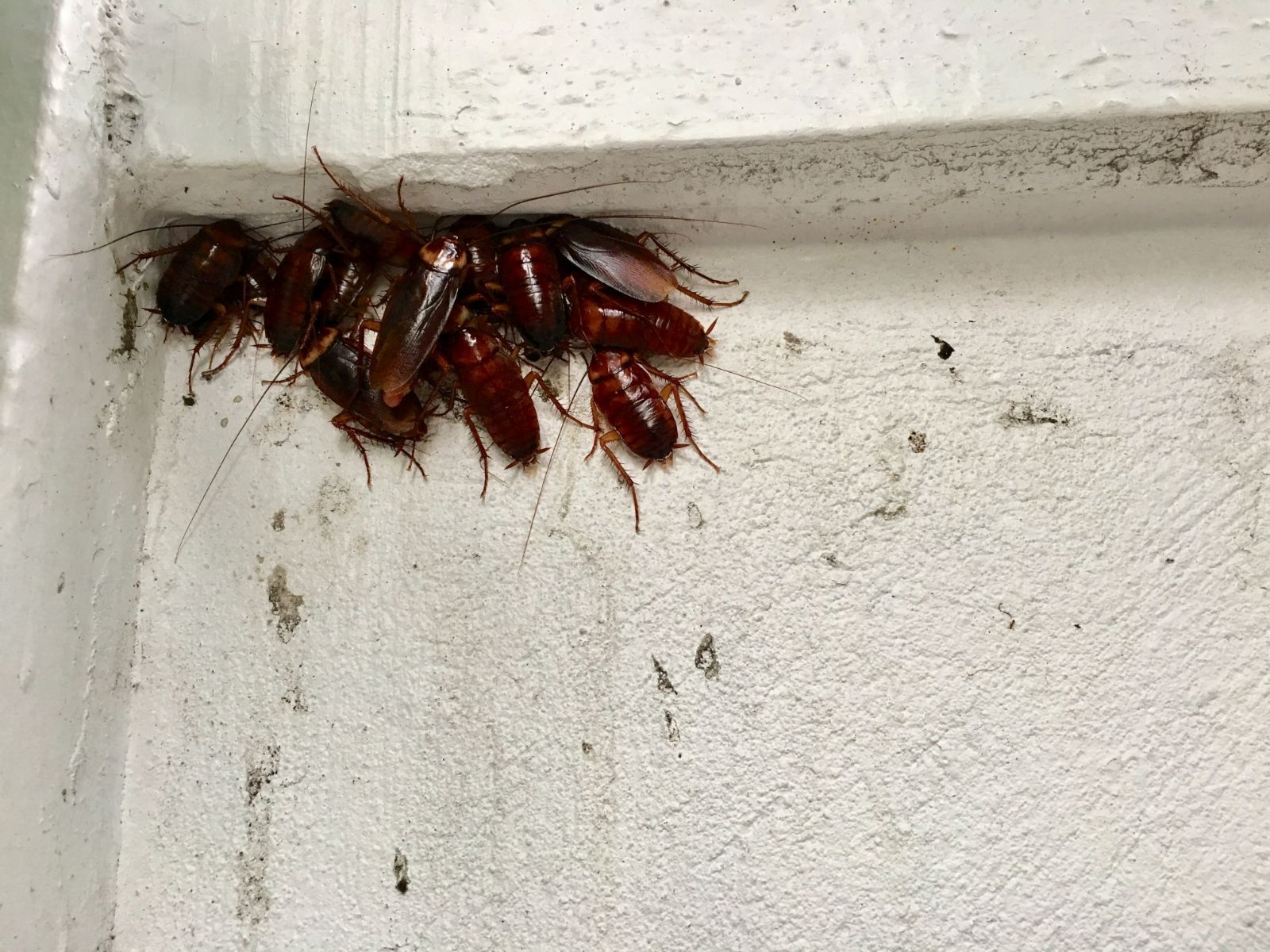 Pile of roaches