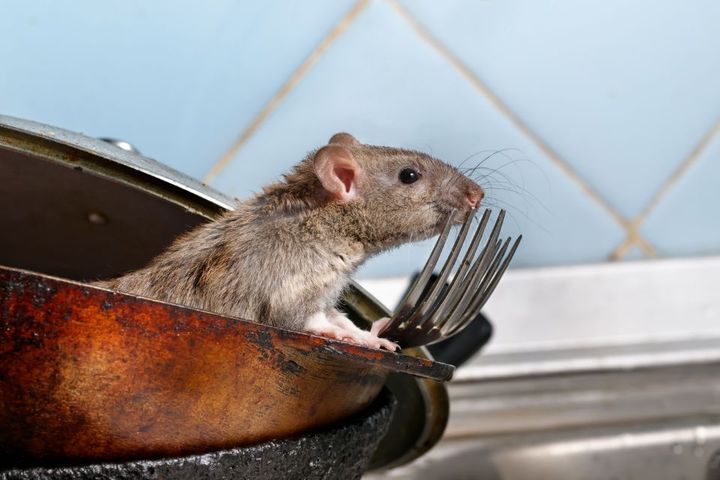 Mouse in pot