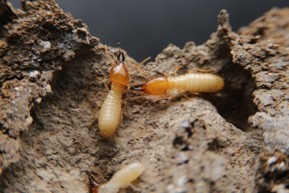 Termites in mound