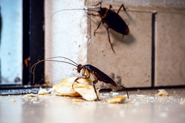roaches eating food