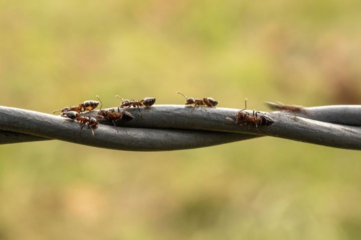 ants on wire