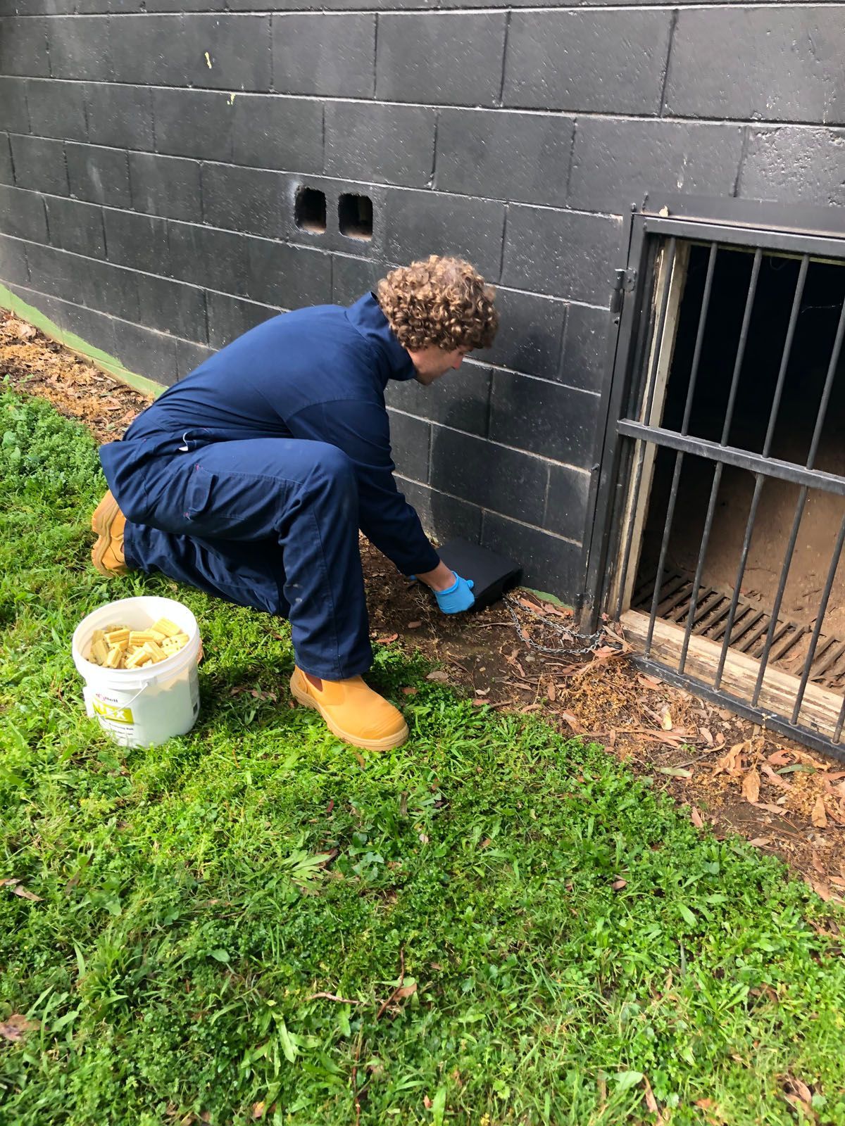 termites in flooring