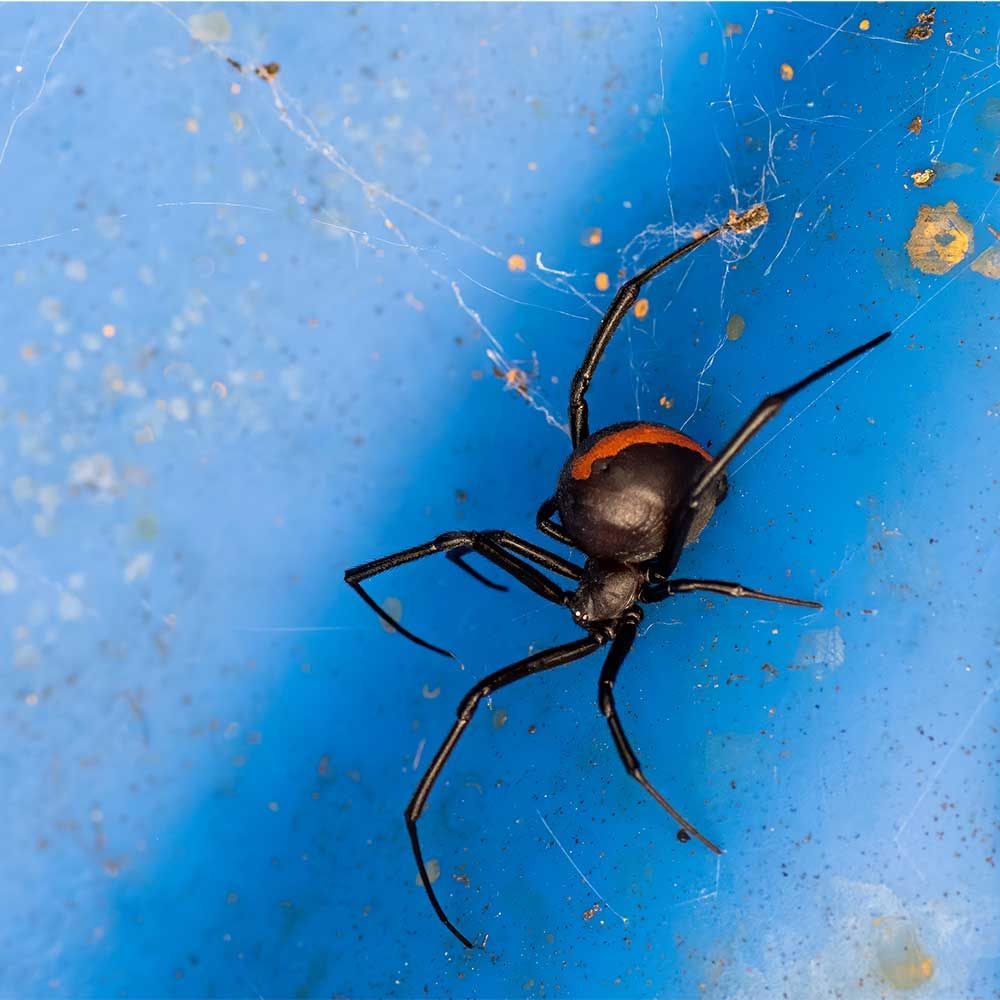 spider in web