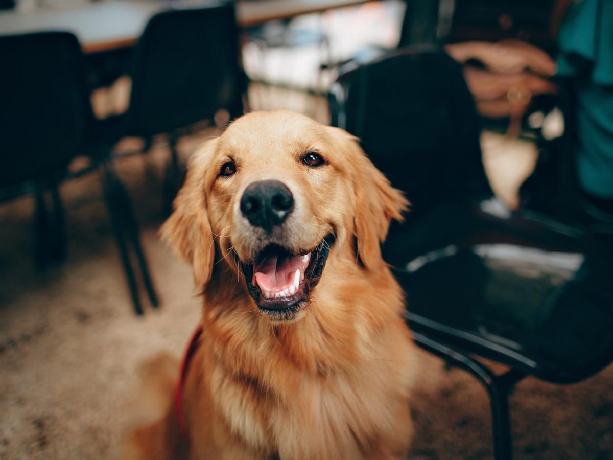 A close up of a dog sitting on a chair with its mouth open.