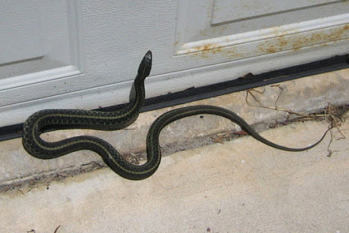 Do pest control company's remove snakes?