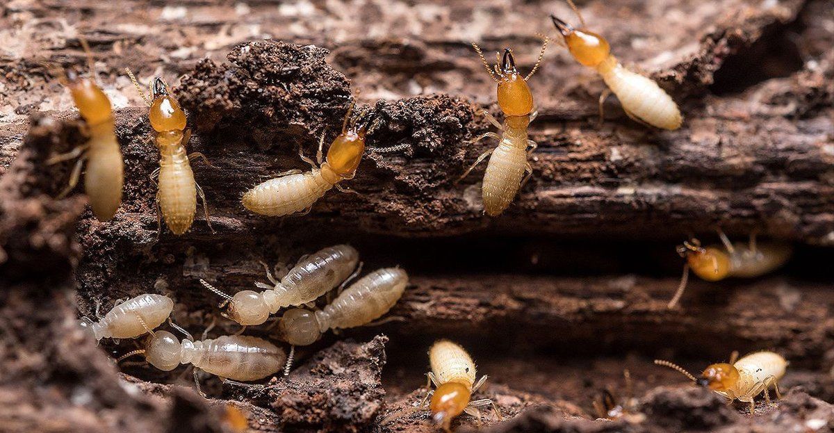 termite problem