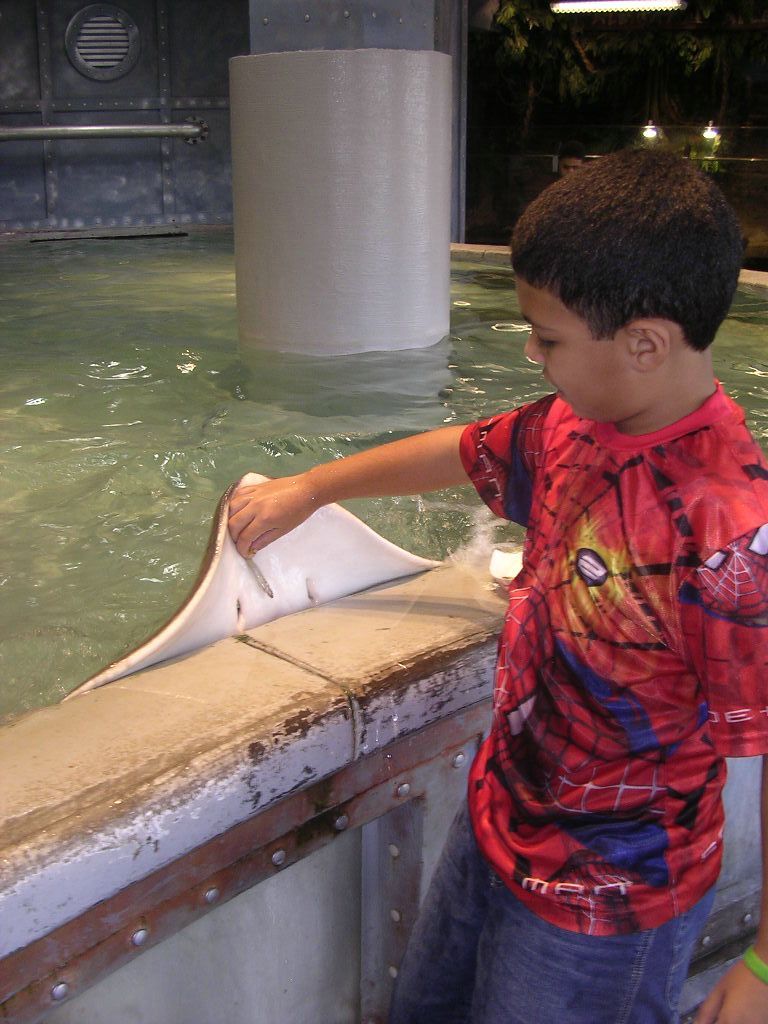 A young boy in a spiderman shirt looks at a stingray