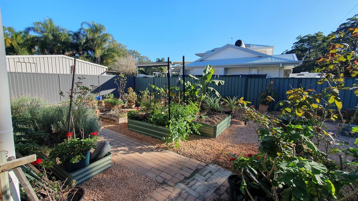 A garden with lots of plants and a house in the background.
