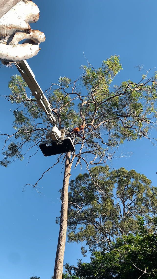 A man in a bucket is cutting a tree with a chainsaw.