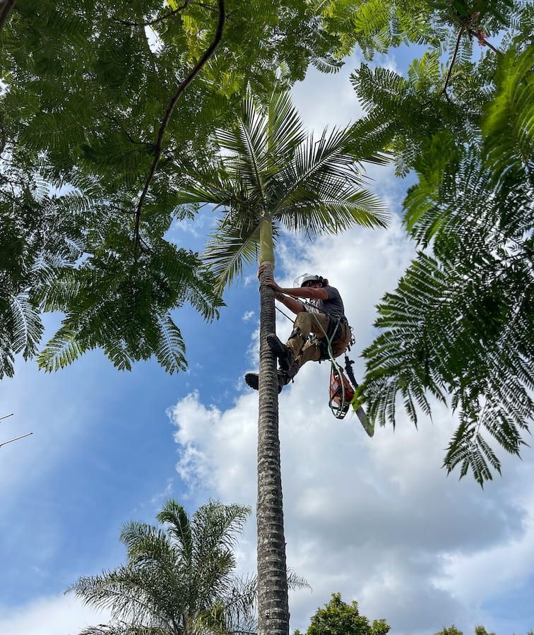 A man is climbing a palm tree with a blue sky in the background