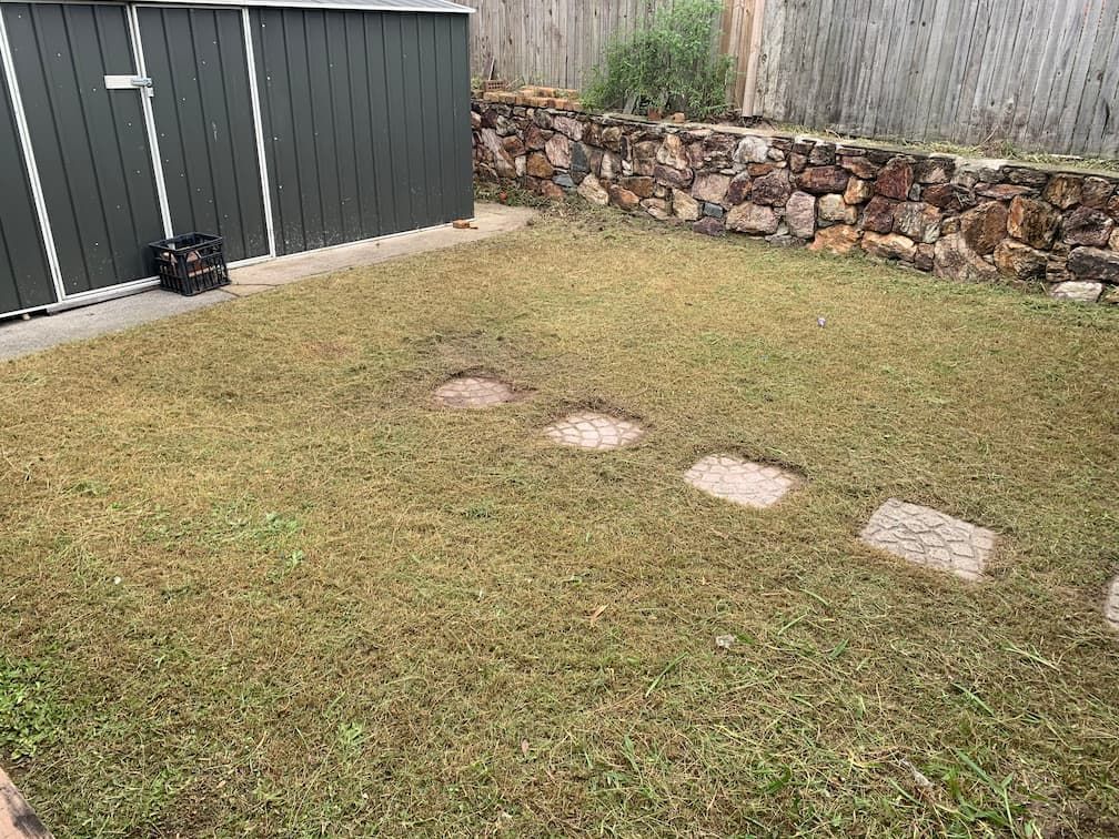 A lawn with a stone wall and a shed in the background.