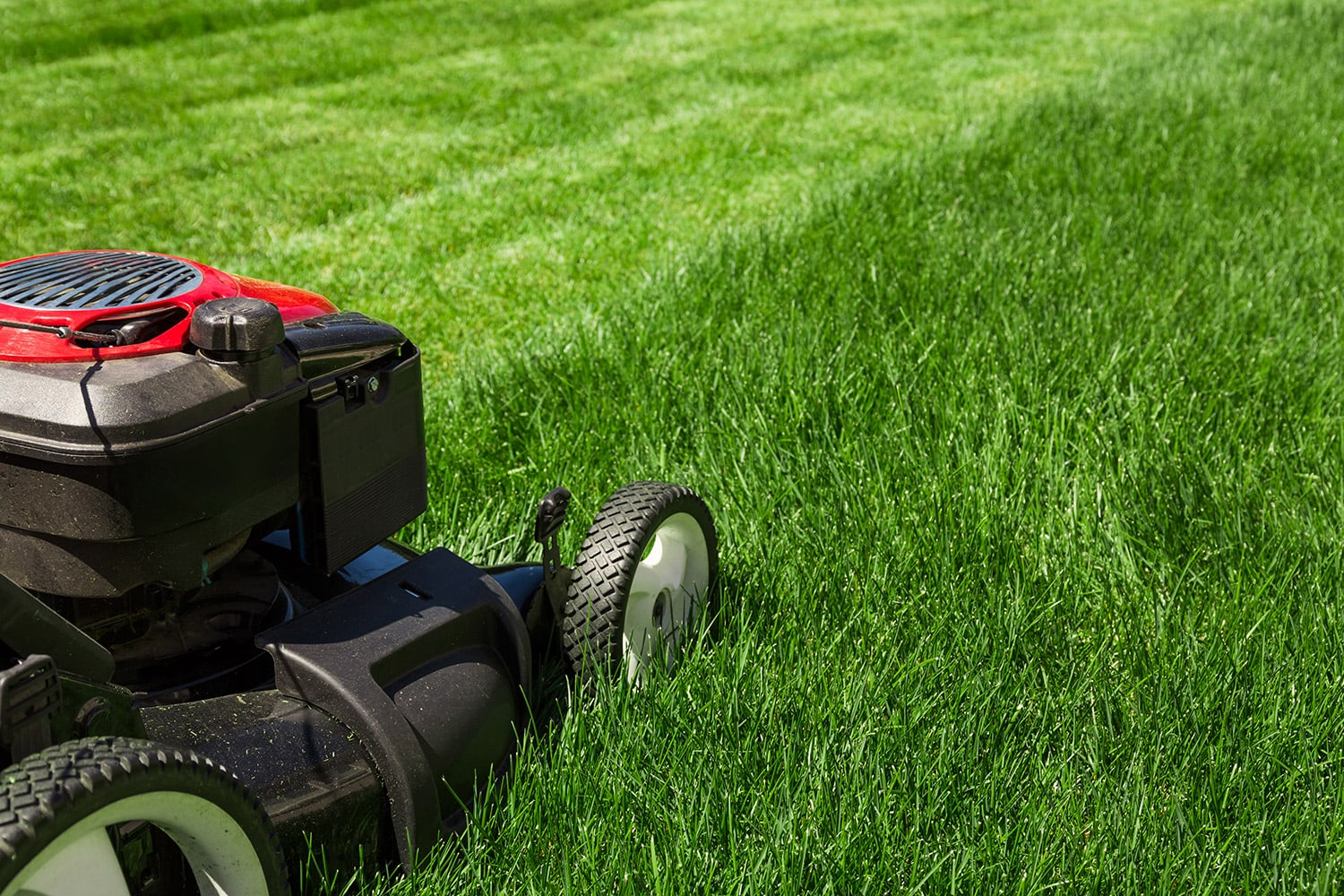 A lawn mower on a Brisbane lawn.