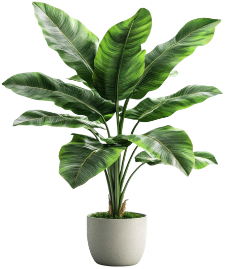 A potted plant with large green leaves on a white background