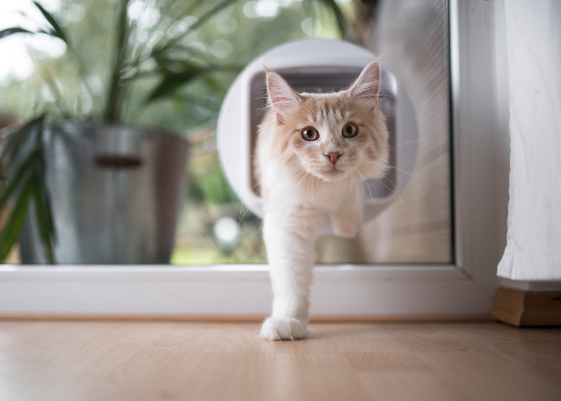 Cat Passing Through Pet Door — South Melbourne, VIC — South Melbourne Glass