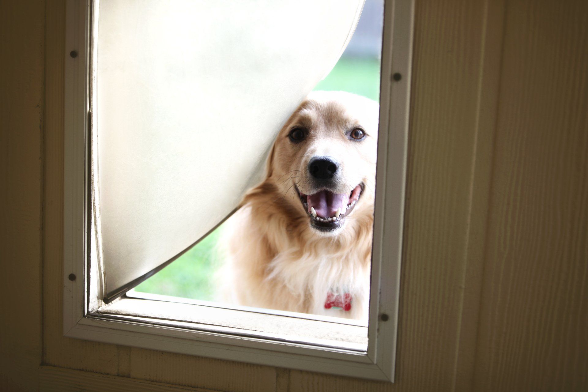 Dog Looking Through Pet Door — South Melbourne, VIC — South Melbourne Glass