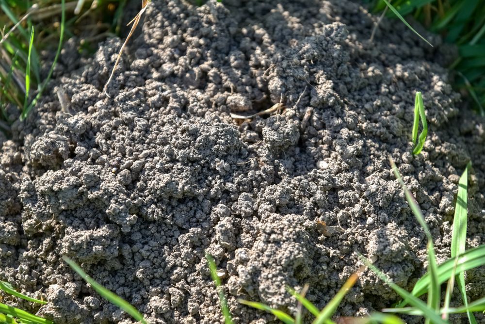 A Pile of Dirt is Sitting in the Grass — Frost 4 Sand In Wyong, NSW