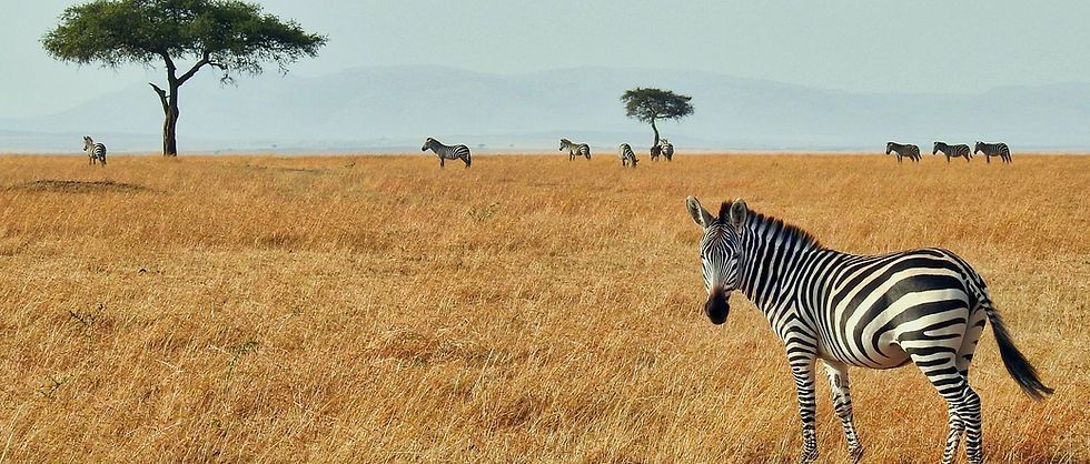 A zebra is standing in a field with other zebras in the background.