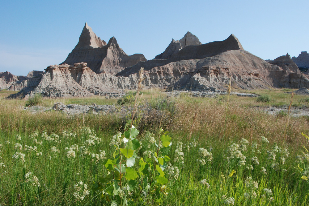 A field of flowers with mountains in the background in Badlands NP