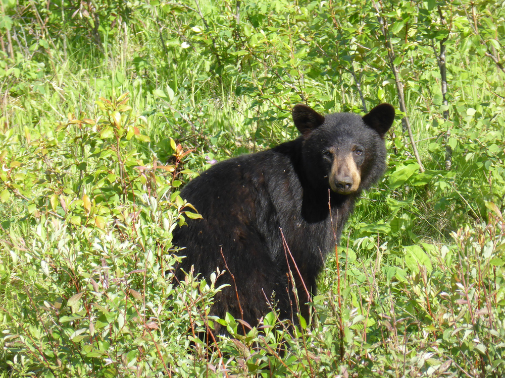 A black bear is standing in a field in South Dakota 