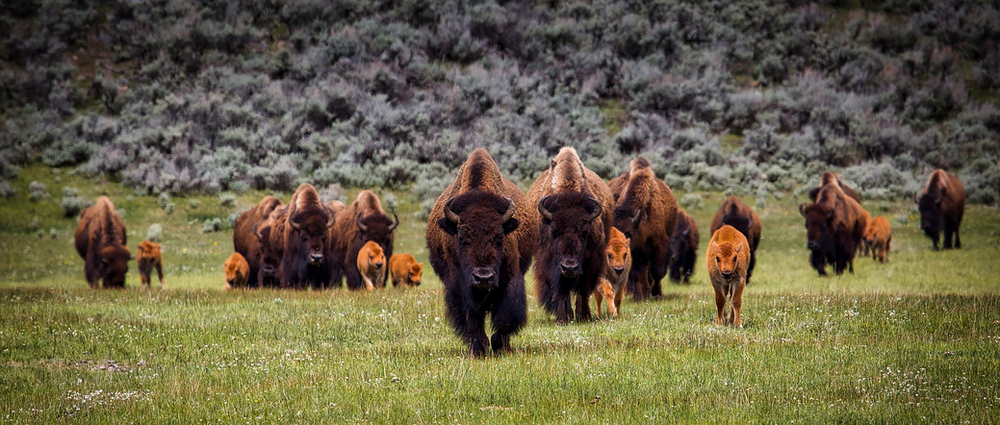 A herd of bison is walking through a grassy field in Yellowstone NP