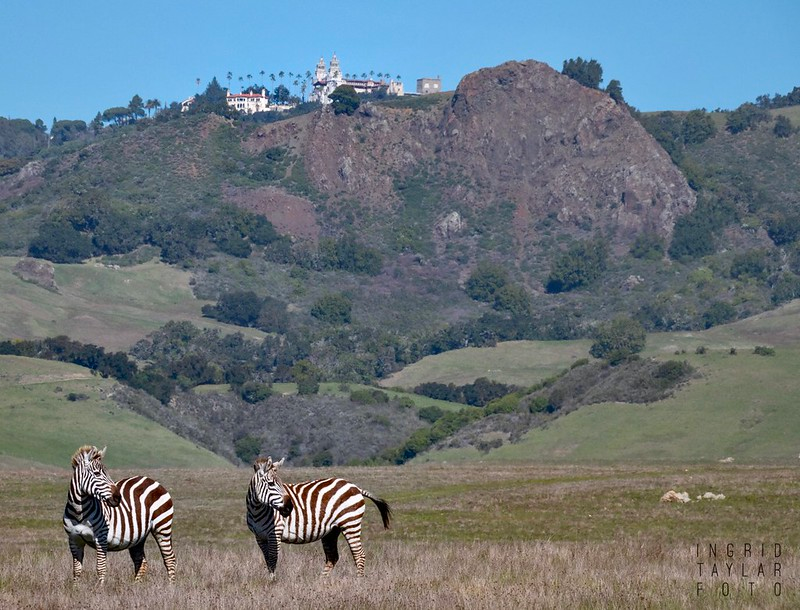 Two zebras standing in a field in San Simeon (Hearst Castle)