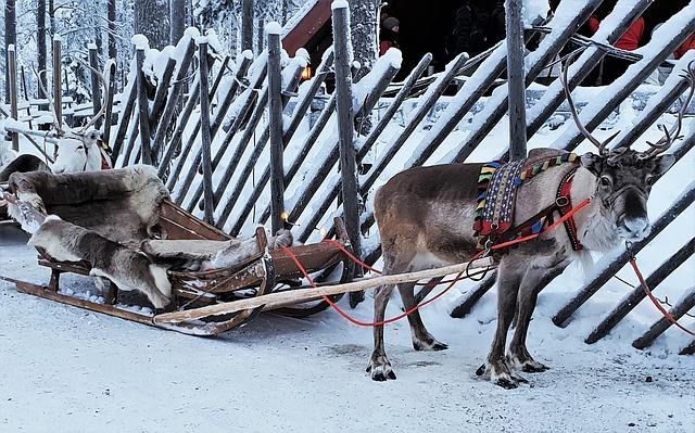 A reindeer pulling a sleigh in the snow