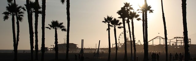 A row of palm trees silhouetted against a sunset sky in LA