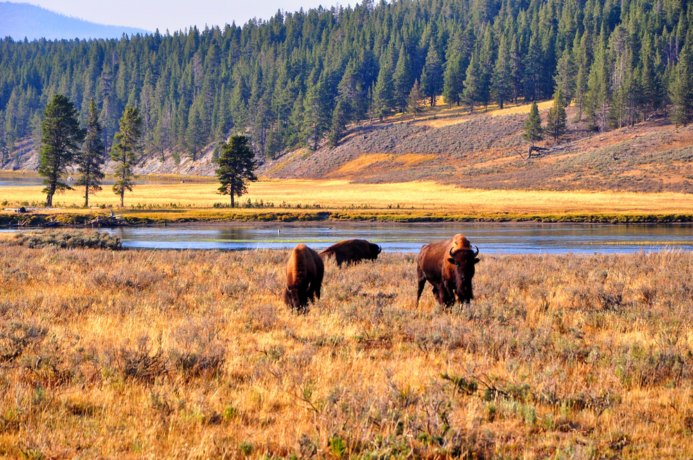 Two bison are standing in a field at Yellowstone NP