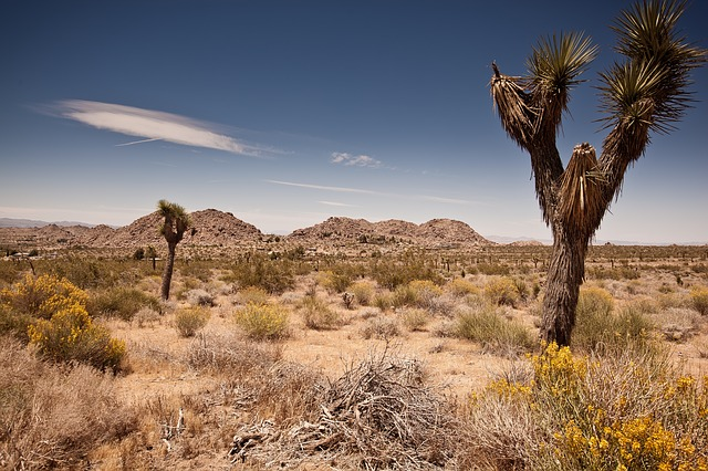 A Joshua tree in the middle of a desert with mountains in the background.