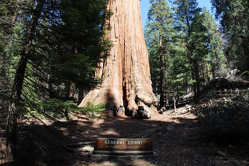 General Grant Tree in Kings Canyon NP