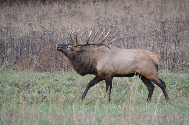 A large bull elk is walking through a grassy field in Great Smoky Mountains NP