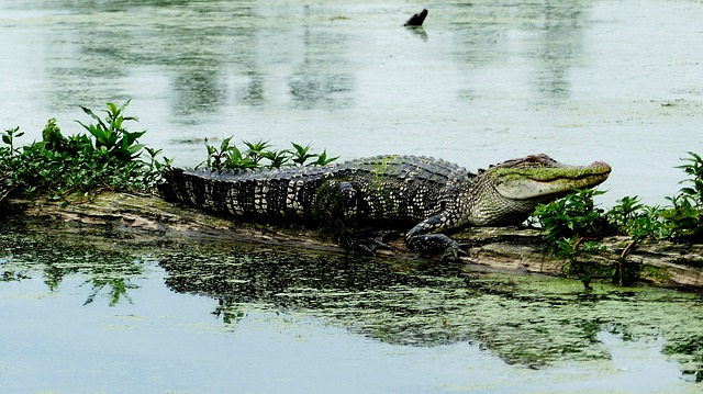 An alligator is laying on a rock in the water.