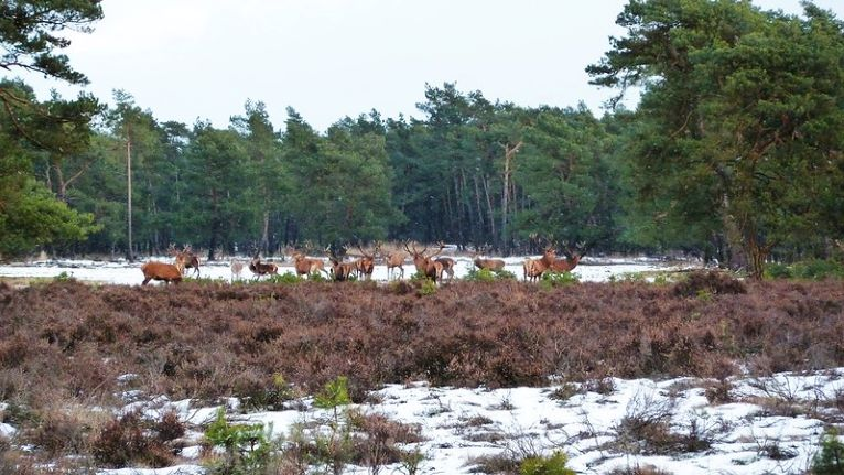 A herd of deer are walking through a snowy field.