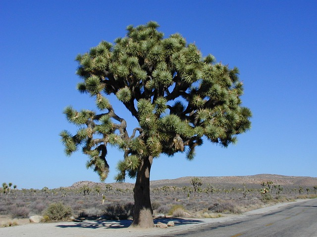 A Joshua tree in the desert with a blue sky in the background