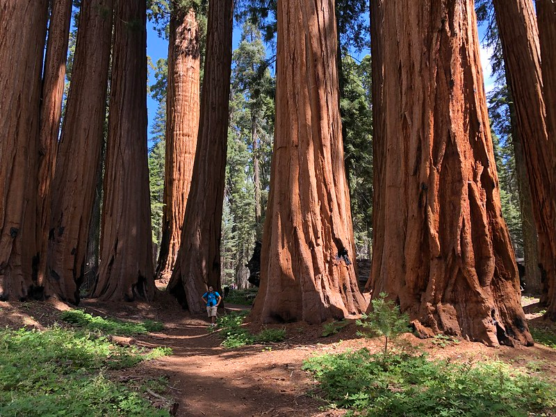 Giant Sequoias at Sequoia National Park