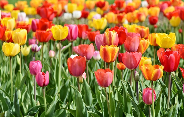 A field of colorful tulips at Keukenhof 