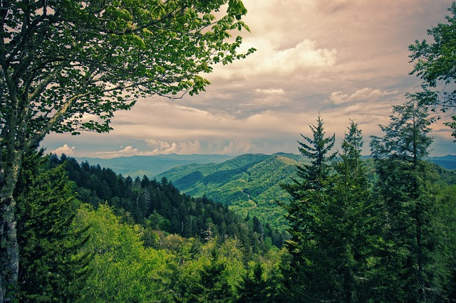 A view of a forest with the great smoky mountains in the background