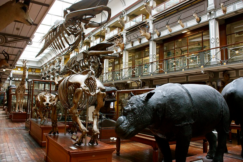 Inside the national museum of archaeology and natural history