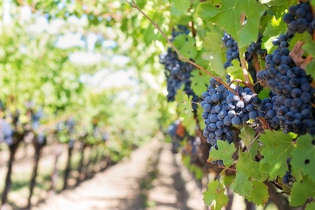 A bunch of grapes hanging from a vine in a Georgian vineyard.