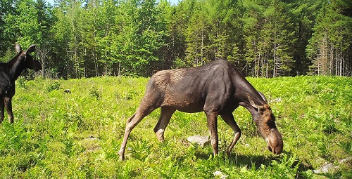 A moose is grazing in a field with trees in the background.