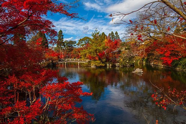 A lake in Kyoto surrounded by trees with red leaves and a bridge in the background.